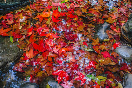 Fallen maple leaves at Phu Kradueng National Park,Thailandの写真素材