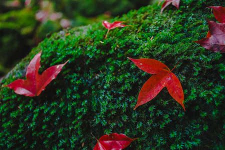 Fallen maple leaves at Phu Kradueng National Park,Thailandの写真素材
