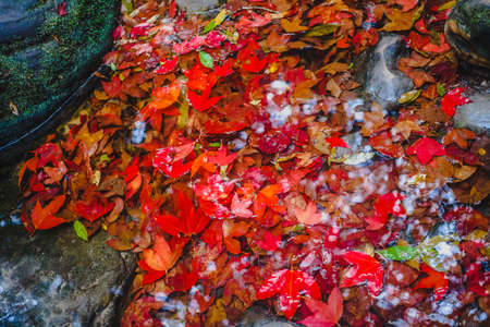 Fallen maple leaves at Phu Kradueng National Park,Thailandの写真素材