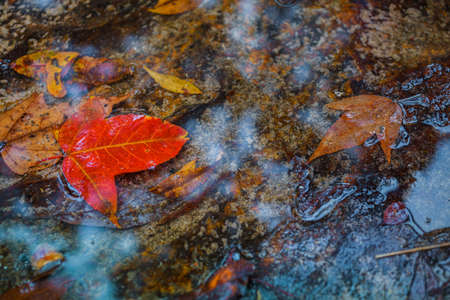 Red maple leaf fall in the reflection water at Phu Kradueng National Park,Thailandの写真素材