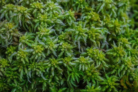 Green moss close up at Phu Kradueng National Park,Thailandの写真素材