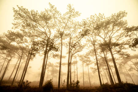 The golden forrest,morning sunrise at Phu Kradueng National Park,Thailandの写真素材