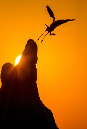 Gray heron flies and sunset background. Botswana.の写真素材