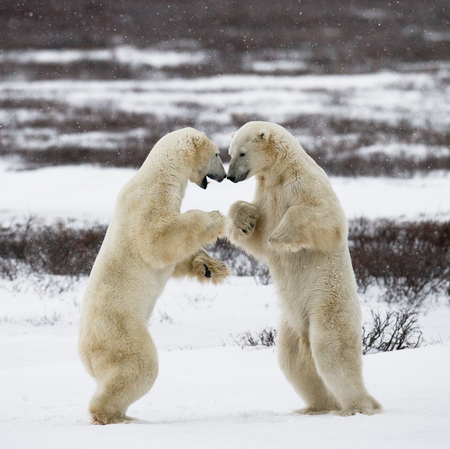 Two polar bears playing with each other.の写真素材