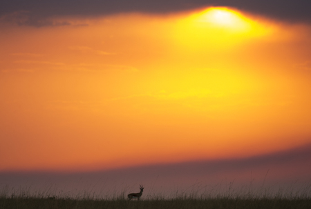 Sunset in the Maasai Mara National Park. Africa. Kenya.の写真素材