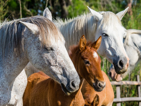Mare with her foal. White Camargue horse. Parc Regional de Camargue. France. Provence. An excellent...