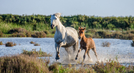 White Camargue Horse with foal run in the swamps nature reserve. Parc Regional de Camargue. France. Provence. An excellent illustrationの写真素材