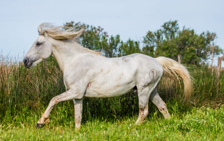 White Camargue Stallion beautiful runs in the paddock. Parc Regional de Camargue. France. Provence.の写真素材
