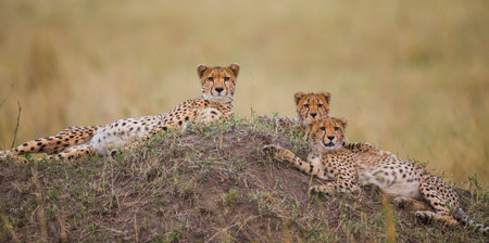 Three cheetahs in the savannah. Kenya. Tanzania. Africa. National Park. Serengeti. Maasai Mara. An...