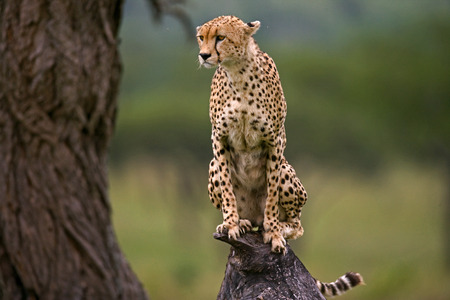 Cheetah sits on a tree in the savannah. Kenya. Tanzania. Africa. National Park. Serengeti. Maasai Mara. An excellent illustration.の写真素材