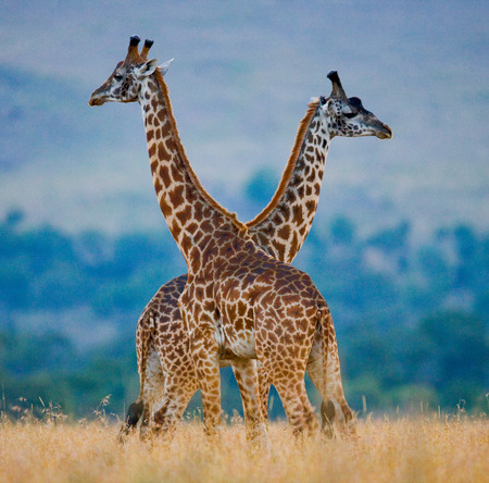 Two giraffes in savanna. Kenya. Tanzania. East Africa. An excellent illustration.の写真素材