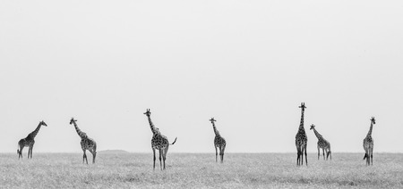 Group of giraffes in the savanna. Kenya. Tanzania. East Africa. An excellent illustration.の写真素材