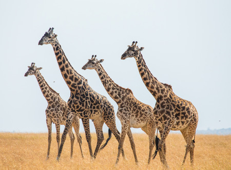 Group of giraffes in the savanna. Kenya. Tanzania. East Africa. An excellent illustration.の写真素材