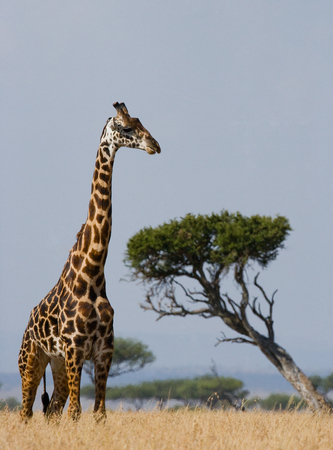 Portrait of a giraffe. Kenya. Tanzania. East Africa. An excellent illustration.の素材 [FY31063322093]