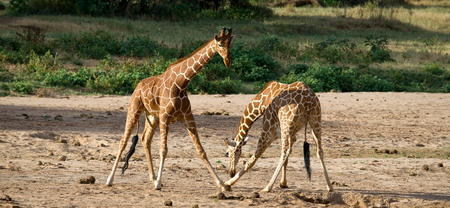 Two male giraffes fighting each other in the savannah. Kenya. Tanzania. East Africa. An excellent illustration.の写真素材