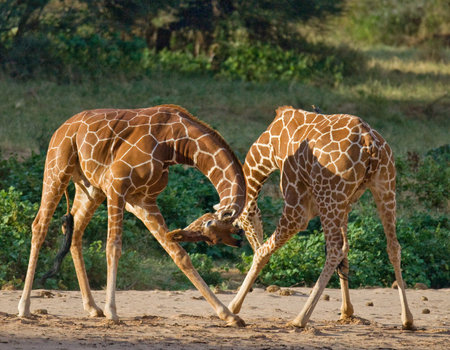 Two male giraffes fighting each other in the savannah. Kenya. Tanzania. East Africa. An excellent illustration.の写真素材