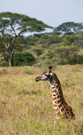 Giraffe lying and resting on the grass in the savannah. Kenya. Tanzania. East Africa. An excellent illustration.の写真素材