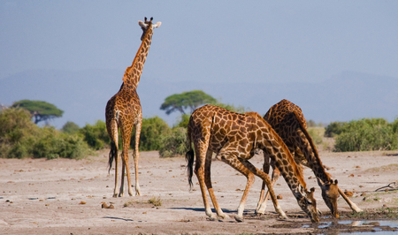 Group of giraffes at the watering. Kenya. Tanzania. East Africa. An excellent illustration.の写真素材