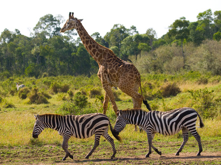 Giraffe in the savannah along with zebras. Kenya. Tanzania. East Africa. An excellent illustration.の写真素材
