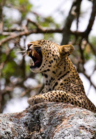 Leopard lying on a tree and yawns. National Park. Kenya. Tanzania. Maasai Mara. Serengeti. An excellent illustration.の写真素材