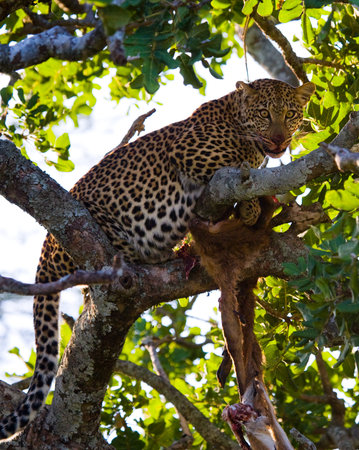 Leopard with his prey. National Park. Kenya. Tanzania. Maasai Mara. Serengeti. An excellent...