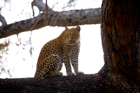 Leopard on a tree. National Park. Kenya. Tanzania. Maasai Mara. Serengeti. An excellent illustration.の写真素材