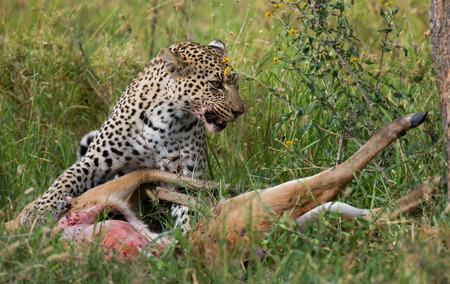 Leopard with his prey. National Park. Kenya. Tanzania. Maasai Mara. Serengeti. An excellent illustration.の写真素材