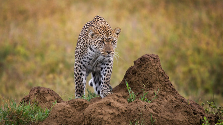Leopard in the savannah. National Park. Kenya. Tanzania. Maasai Mara. Serengeti. An excellent illustration.の写真素材