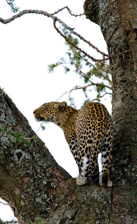 Leopard standing on the tree. National Park. Kenya. Tanzania. Maasai Mara. Serengeti. An excellent...