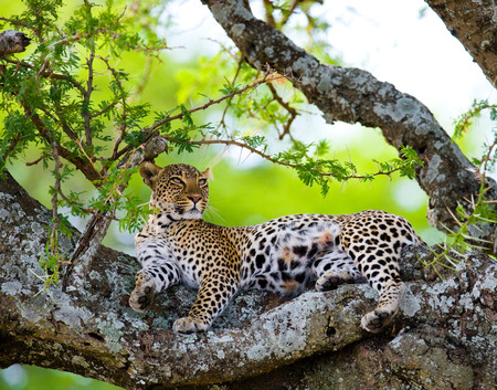 Leopard is lying on a tree. National Park. Kenya. Tanzania. Maasai Mara. Serengeti. An excellent illustration.の写真素材
