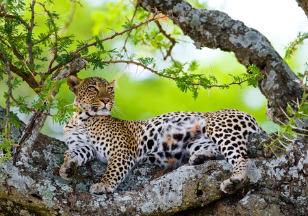 Leopard is lying on a tree. National Park. Kenya. Tanzania. Maasai Mara. Serengeti. An excellent illustration.の写真素材