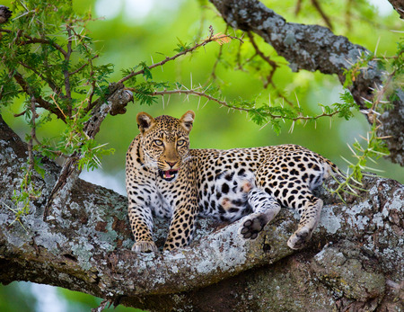 Leopard is lying on a tree. National Park. Kenya. Tanzania. Maasai Mara. Serengeti. An excellent illustration.の写真素材