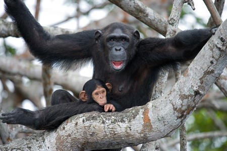 A female chimpanzee with a baby on mangrove trees. Republic of the Congo. Conkouati-Douli Reserve. An excellent illustration.の写真素材
