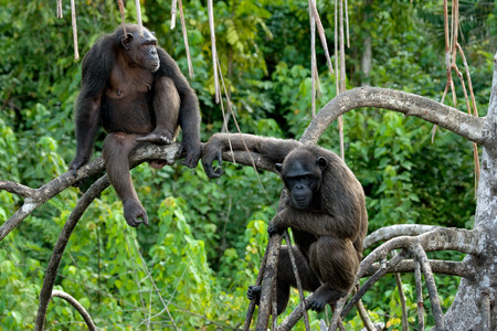 Chimpanzees on mangrove branches. Republic of the Congo. Conkouati-Douli Reserve. An excellent illustration.の写真素材