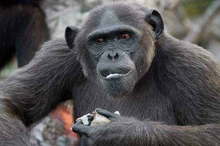 Chimpanzees eat fruit. Republic of the Congo. Conkouati-Douli Reserve. An excellent illustration.の写真素材