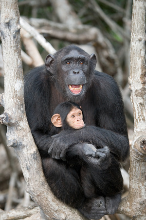 A female chimpanzee with a baby on mangrove trees. Republic of the Congo. Conkouati-Douli Reserve. An excellent illustration.の写真素材
