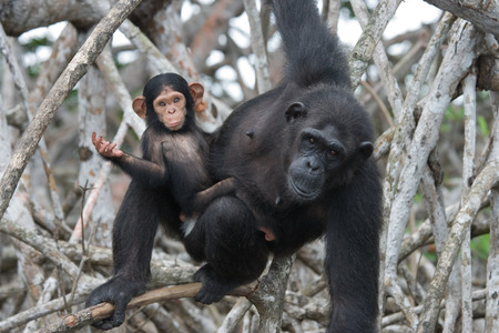 A female chimpanzee with a baby on mangrove trees. Republic of the Congo. Conkouati-Douli Reserve. An excellent illustration.の写真素材
