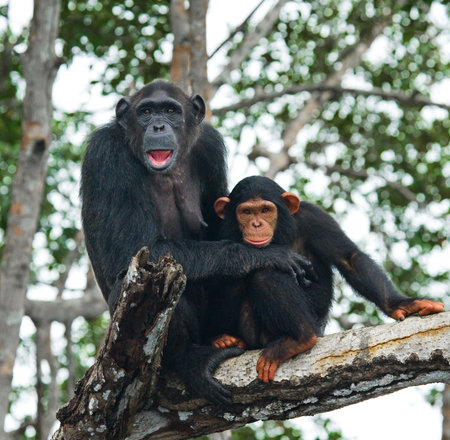 A female chimpanzee with a baby on mangrove trees. Republic of the Congo. Conkouati-Douli Reserve....