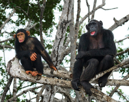 A female chimpanzee with a baby on mangrove trees. Republic of the Congo. Conkouati-Douli Reserve. An excellent illustration.の写真素材