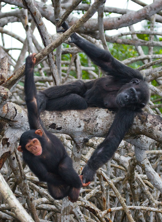 A female chimpanzee with a baby on mangrove trees. Republic of the Congo. Conkouati-Douli Reserve. An excellent illustration.の写真素材