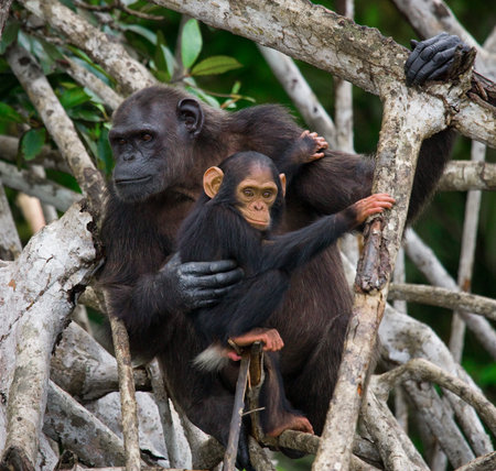 A female chimpanzee with a baby on mangrove trees. Republic of the Congo. Conkouati-Douli Reserve. An excellent illustration.の写真素材