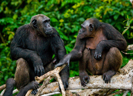 Chimpanzees on mangrove branches. Republic of the Congo. Conkouati-Douli Reserve. An excellent illustration.の写真素材