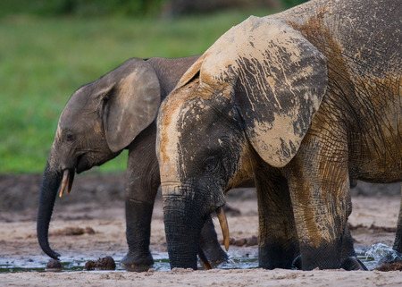 Female elephant with a baby. Central African Republic. Republic of Congo. Dzanga-Sangha Special Reserve. An excellent illustration.の写真素材