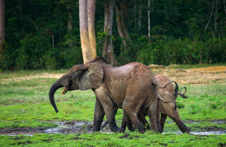 Two forest elephant go into the jungle. Central African Republic. Republic of Congo. Dzanga-Sangha Special Reserve. An excellent illustration.の写真素材