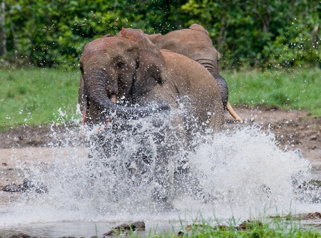 Forest elephants playing with each other. Central African Republic. Republic of Congo. Dzanga-Sangha Special Reserve. An excellent illustration.の写真素材