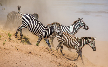 Zebras are running in the dust in motion. Kenya. Tanzania. National Park. Serengeti. Masai Mara. An excellent illustration.の写真素材