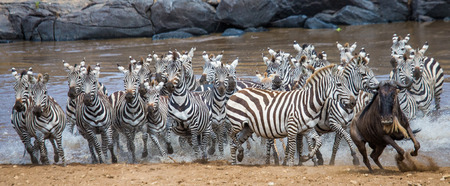 Group of zebras running across the water. Kenya. Tanzania. National Park. Serengeti. Maasai Mara. An excellent illustration.の写真素材