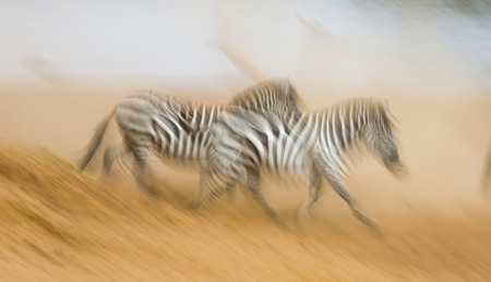 Zebras are running in the dust in motion. Kenya. Tanzania. National Park. Serengeti. Masai Mara. An excellent illustration.の写真素材