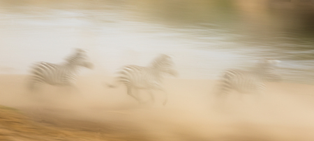 Zebras are running in the dust in motion. Kenya. Tanzania. National Park. Serengeti. Masai Mara. An excellent illustration.の写真素材