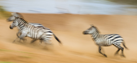 Zebras are running in the dust in motion. Kenya. Tanzania. National Park. Serengeti. Masai Mara. An excellent illustration.の写真素材